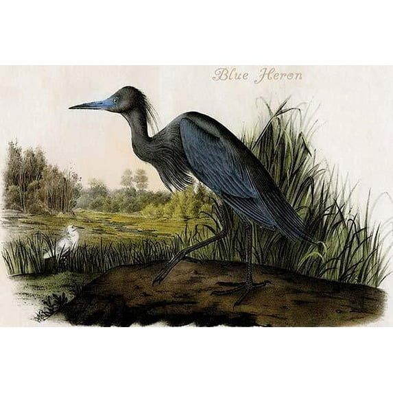 Hand-colored aquatint engraving by R. Havell from the first edition of The Birds of America (London: 1827-1838). Poster Print by John James  Audubon (18 x 24)
