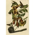 thumbnail image 1 of Hand-colored aquatint engraving by R. Havell from the first edition of The Birds of America (London: 1827-1838). Poster Print by John James  Audubon (24 x 36), 1 of 1