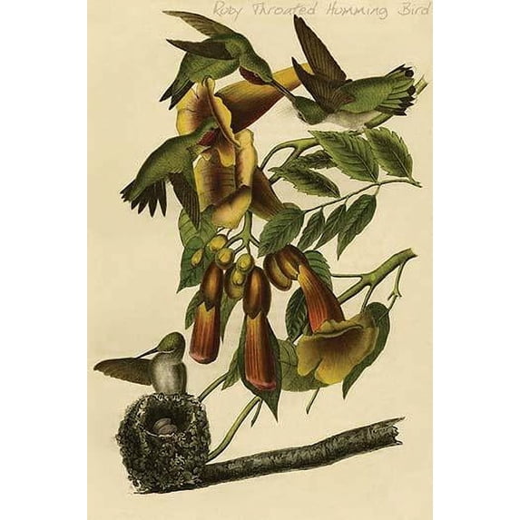 Hand-colored aquatint engraving by R. Havell from the first edition of The Birds of America (London: 1827-1838). Poster Print by John James Audubon (24 x 36)
