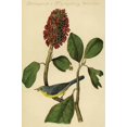 thumbnail image 1 of Hand-colored aquatint engraving by R. Havell from the first edition of The Birds of America (London: 1827-1838). Poster Print by John James  Audubon (24 x 36), 1 of 1