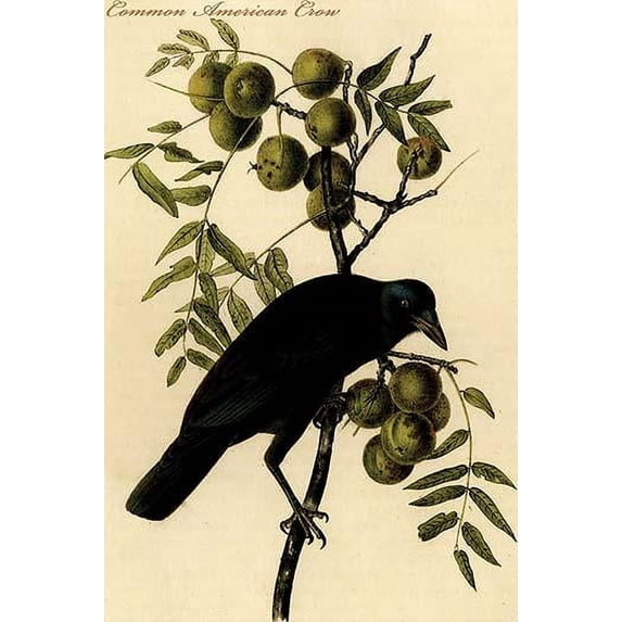 Hand-colored aquatint engraving by R. Havell from the first edition of The Birds of America (London: 1827-1838). Poster Print by John James  Audubon (24 x 36)