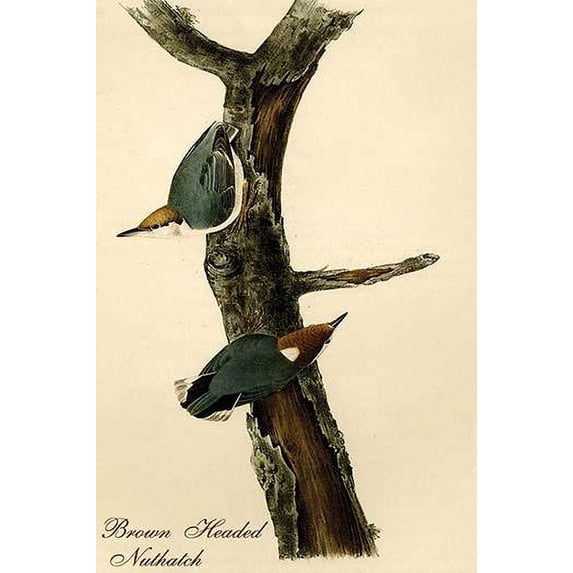 Hand-colored aquatint engraving by R. Havell from the first edition of The Birds of America (London: 1827-1838). Poster Print by John James Audubon (18 x 24)