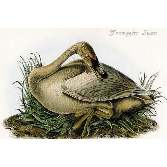 Hand-colored aquatint engraving by R. Havell from the first edition of The Birds of America (London: 1827-1838). Poster Print by John James  Audubon (18 x 24)