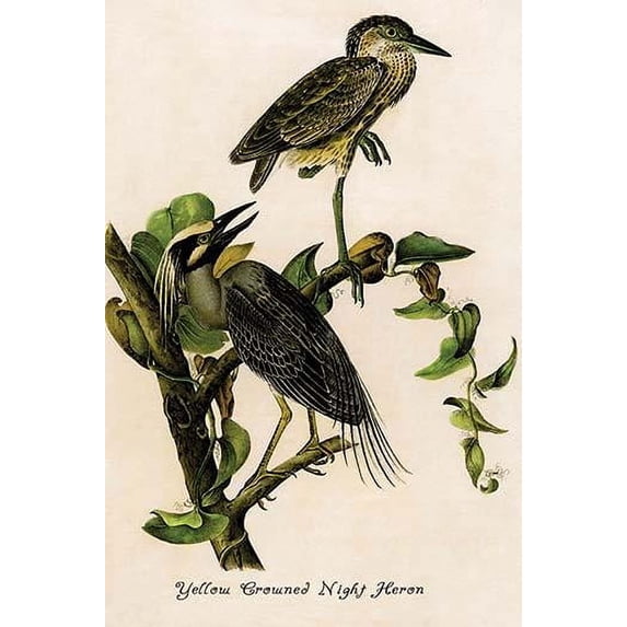 Hand-colored aquatint engraving by R. Havell from the first edition of The Birds of America (London: 1827-1838). Poster Print by John James Audubon (18 x 24)