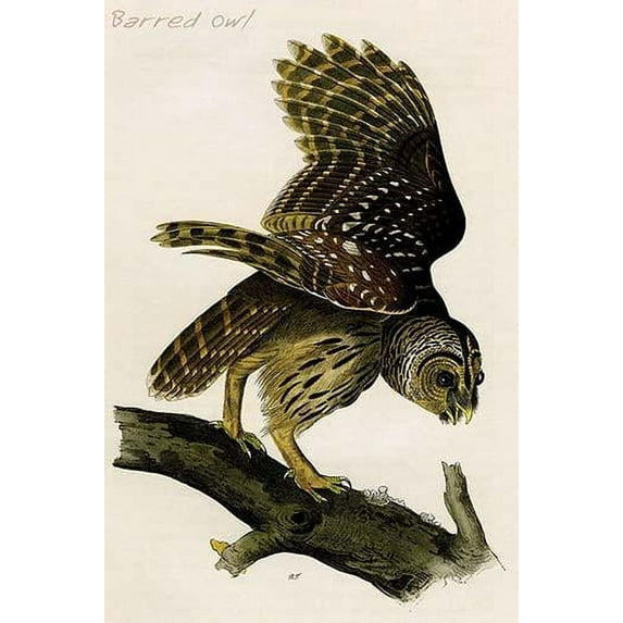 Hand-colored aquatint engraving by R. Havell from the first edition of The Birds of America (London: 1827-1838). Poster Print by John James  Audubon (18 x 24)
