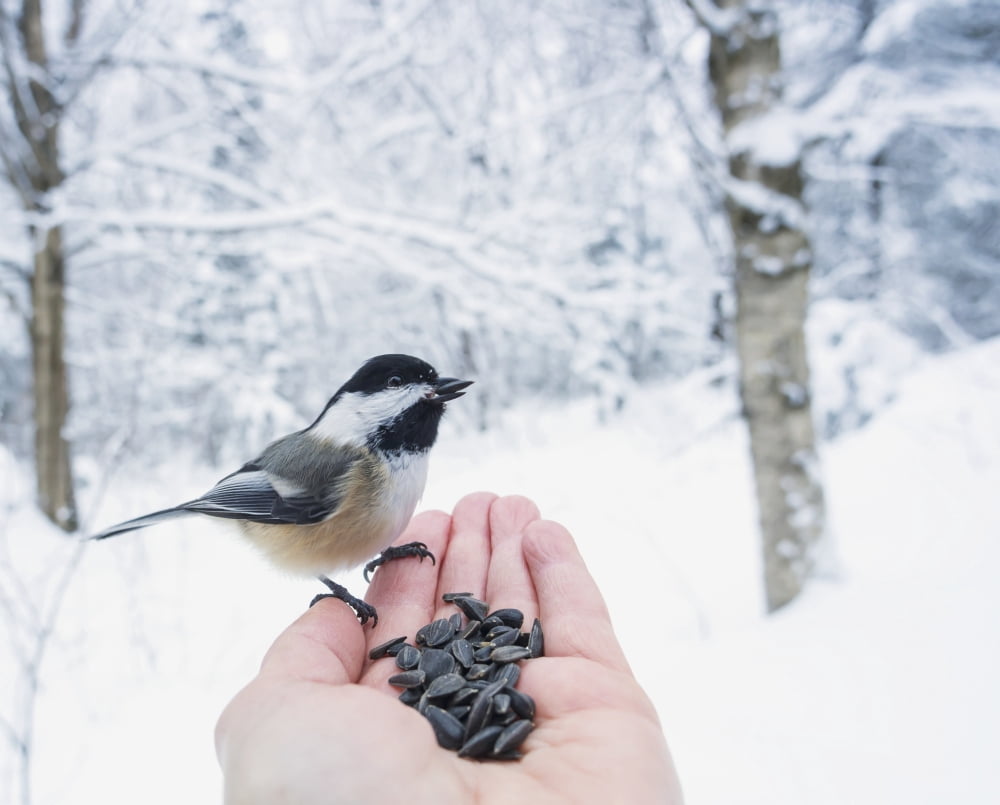 Hand feeding a black-capped chickadee sunflower seeds Ontario Canada Canvas Art - Julie DeRoche Design Pics (17 x 13)