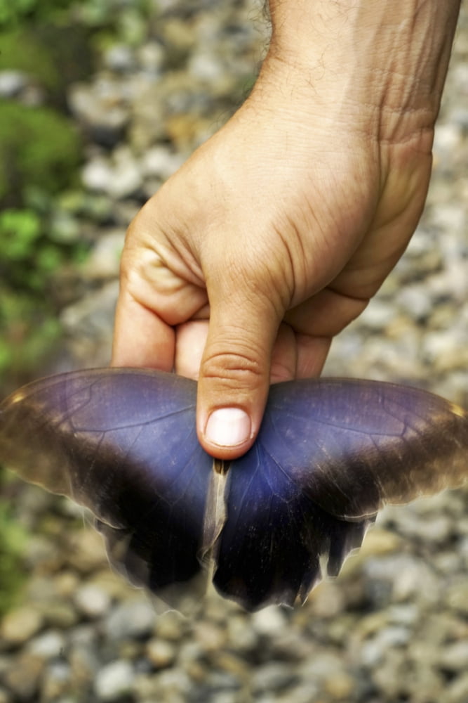 Hand holding a butterfly in Costa Rica Canvas Art - Panoramic Images (36 x 12)