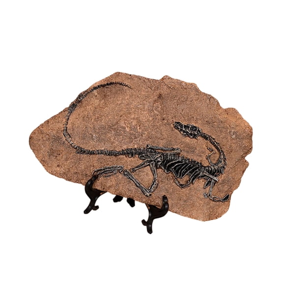 Handcrafts Dinosaur Fossils Model Simulated Dinosaur Skeleton Resins Statue Figurine for Home Decors and Educational Use