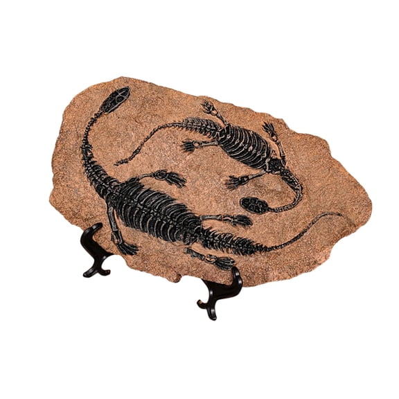 Handcrafts Dinosaur Fossils Model Simulated Dinosaur Skeleton Resins Statue Figurine for Home Decors and Educational Use