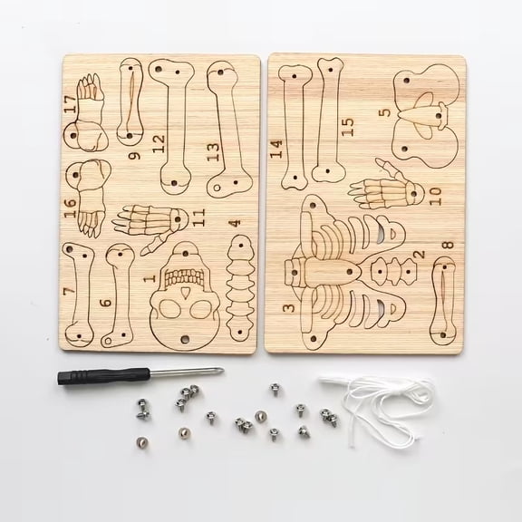 Handmade Human Body Structure Model Kit - DIY Skull Anatomy Set for Educational Exploration