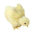 thumbnail image 1 of Handmade Lifelike Imitation Chicken Plush Toy - Easter Decoration and Teaching Aid, 1 of 6