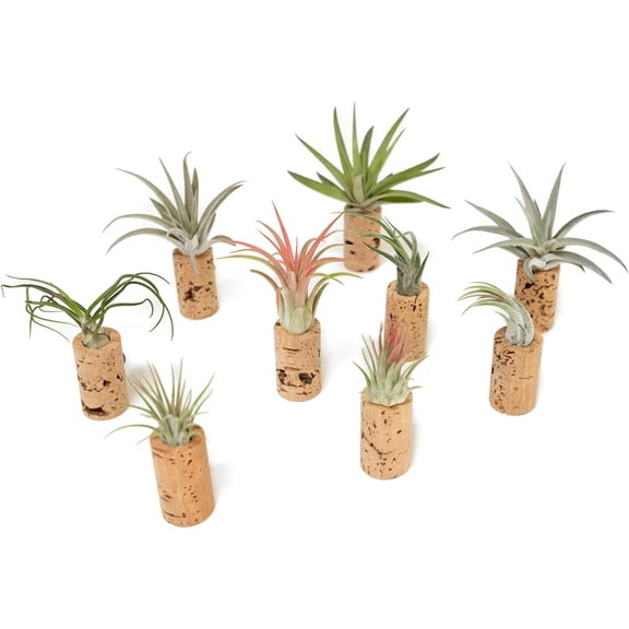 Handmade Wine Cork Magnet Air Plant Holder ¬ Assorted Tillandsia Ionantha in Air Plant Hanger - Succulent Hanging Plants Stand - Planter for Home and Garden Decor (Pack of 50)