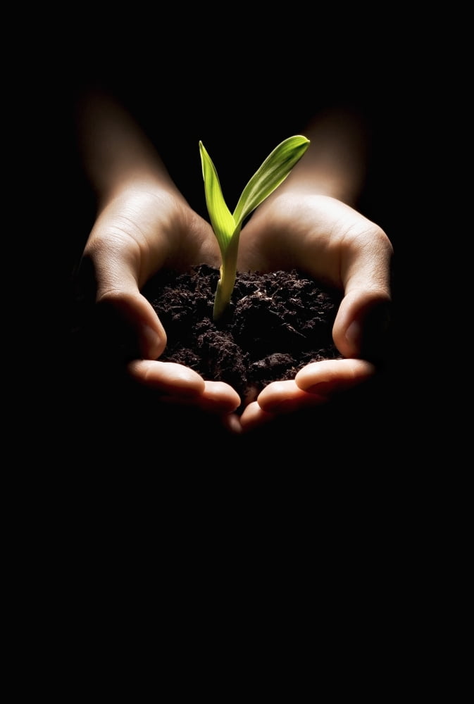 Hands Holding A Seedling Canvas Art - Chris and Kate Knorr Design Pics (24 x 36)