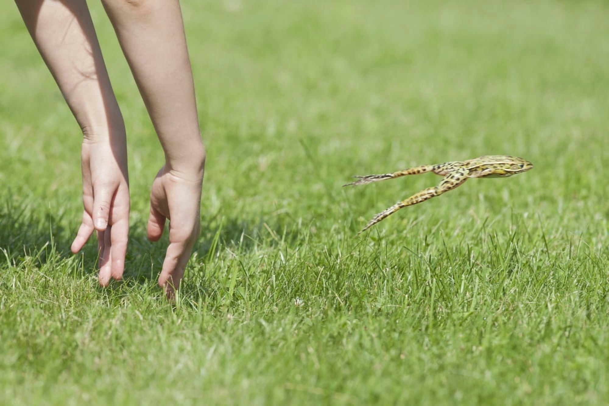 Hands Of Young Child Making Leopard Frog Jump Ontario Canada Canvas Art - Amy Kay Design Pics (18 x 12)