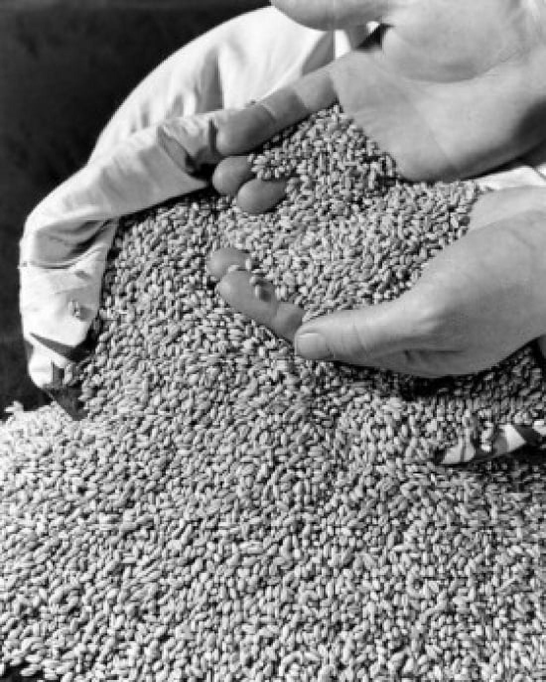 Hands digging into heap of grain Canvas Art - (18 x 24)