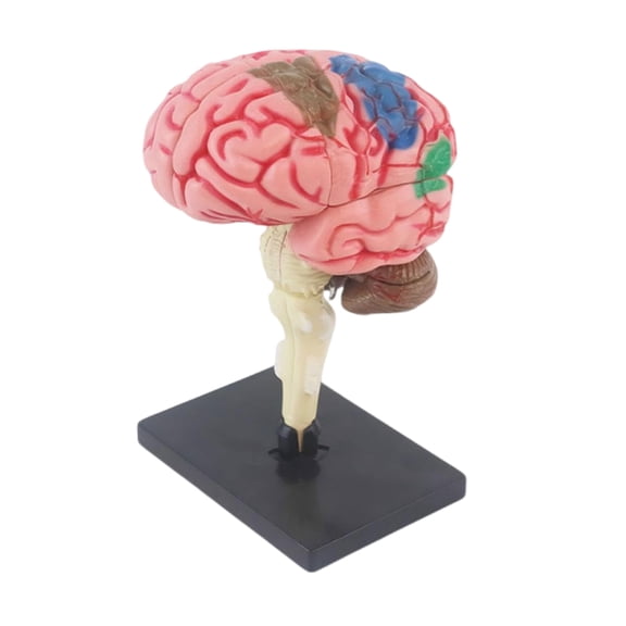 Hand on Assembly Human Brains Anatomy Model Kid Early Teaching Toy Education Brains Anatomy Model with Detachable Organs