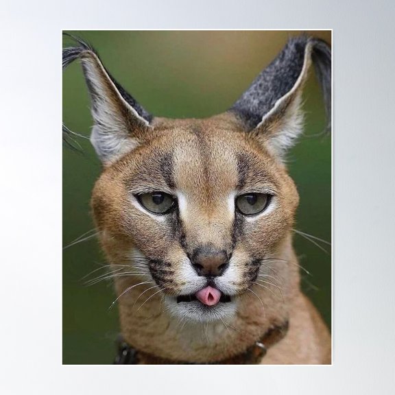 Handsome Floppa Poster Wall Art, Modern Wall Decor For Living Room Bedroom, 24x36 UNFRAMED