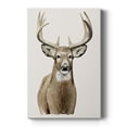 thumbnail image 1 of Handsome Whitetail II Premium Gallery Wrapped Canvas - Ready to Hang, 1 of 9