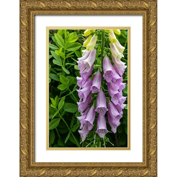 Haney, Chuck 11x14 Gold Ornate Wood Framed with Double Matting Museum Art Print Titled - Foxglove in Somesville-Maine-USA