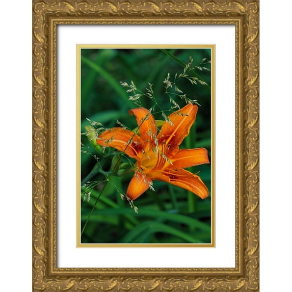 Haney, Chuck 11x14 Gold Ornate Wood Framed with Double Matting Museum Art Print Titled - Orange daylily in Whitefish-Montana-USA
