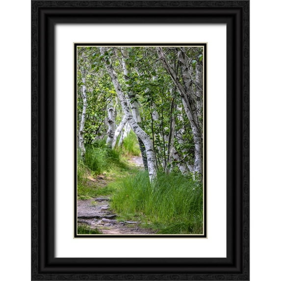 Haney, Chuck 13x18 Black Ornate Wood Framed with Double Matting Museum Art Print Titled - Paper birch trees along pathway in Acadia National Park-Maine-USA