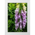 thumbnail image 1 of Haney, Chuck 13x18 White Modern Wood Framed Museum Art Print Titled - Foxglove in Somesville-Maine-USA, 1 of 4