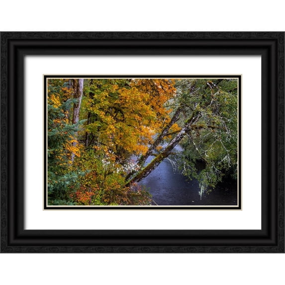 Haney, Chuck 14x11 Black Ornate Wood Framed with Double Matting Museum Art Print Titled - Colorful autumn maples along Humbug Creek in Clatsop County-Oregon-USA