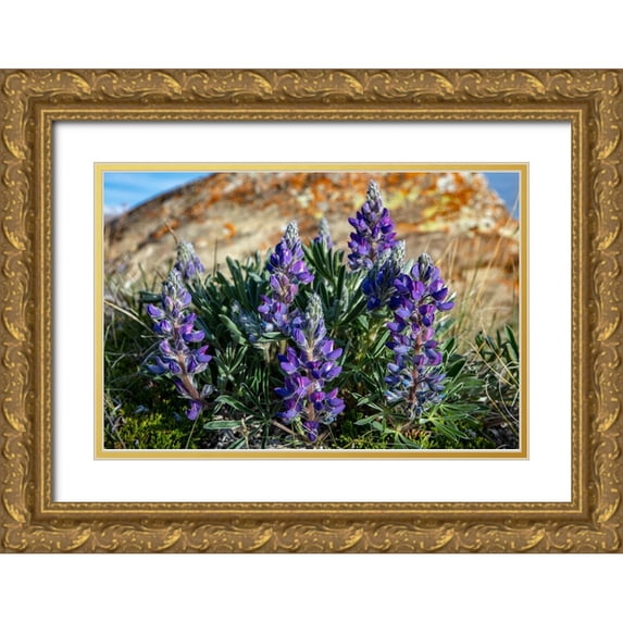 Haney, Chuck 14x11 Gold Ornate Wood Framed with Double Matting Museum Art Print Titled - Lupine wildflowers along the Rocky Mountain Front near Choteau-Montana-USA