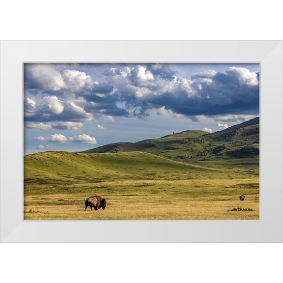 Haney, Chuck 14x11 White Modern Wood Framed Museum Art Print Titled - Bison bulls grazing at the National Bison Range in Moiese-Montana-USA