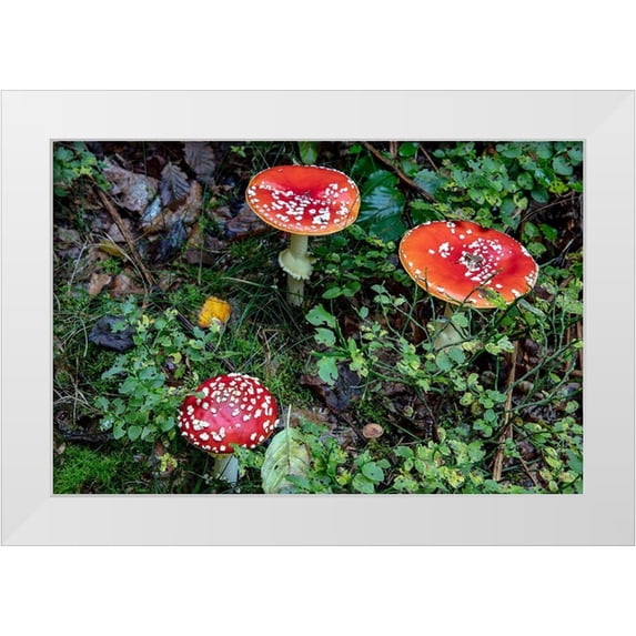 Haney, Chuck 14x11 White Modern Wood Framed Museum Art Print Titled - Fly agaric mushrooms in the Cesky Raj nature preserve near Turnov-Czech Republic