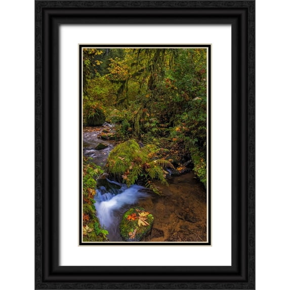 Haney, Chuck 17x24 Black Ornate Wood Framed with Double Matting Museum Art Print Titled - Bigtooth Maple leaves in autumn along Munson Creek near Tillamook-Oregon-USA