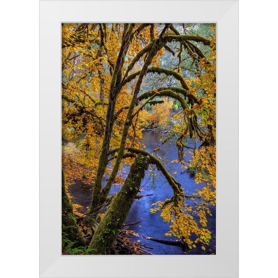 Haney, Chuck 17x24 White Modern Wood Framed Museum Art Print Titled - Colorful autumn maples along Humbug Creek in Clatsop County-Oregon-USA