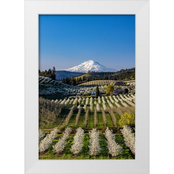 Haney, Chuck 17x24 White Modern Wood Framed Museum Art Print Titled - Fruit orchards in full bloom with Mount Adams in Hood River-Oregon-USA