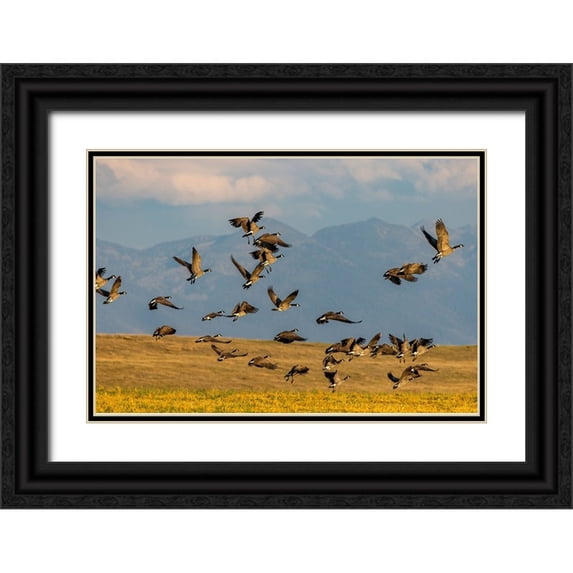 Haney, Chuck 18x13 Black Ornate Wood Framed with Double Matting Museum Art Print Titled - Canada geese take off for flight in the Flathead Valley-Montana-USA