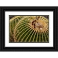 thumbnail image 1 of Haney, Chuck 18x13 Black Ornate Wood Framed with Double Matting Museum Art Print Titled - Golden Barrel Cactus at the Arizona Sonoran Desert Museum in Tucson-Arizona-USA, 1 of 4