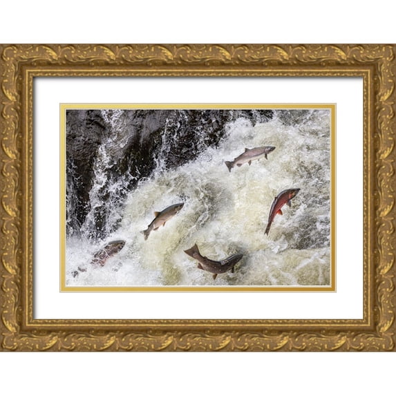 Haney, Chuck 18x13 Gold Ornate Wood Framed with Double Matting Museum Art Print Titled - Spawning Coho salmon swimming upstream on the Nehalem River in the Tillamook State Forest-Oregon-USA