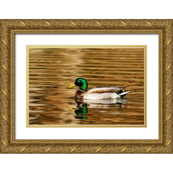 Haney, Chuck 18x13 Gold Ornate Wood Framed with Double Matting Museum Art Print Titled - Mallard ducks at Woodland Park in Kalispell-Montana-USA
