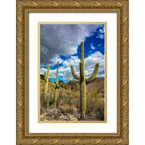 Haney, Chuck 23x32 Gold Ornate Wood Framed with Double Matting Museum Art Print Titled - Saguaro Cactus in the Santa Catalina Mountains in Coronado National Forest in Tucson-Arizona-USA