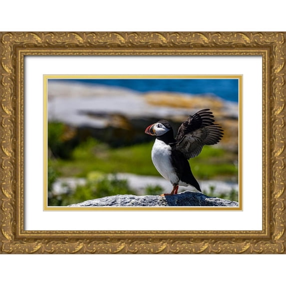 Haney, Chuck 24x17 Gold Ornate Wood Framed with Double Matting Museum Art Print Titled - Atlantic Puffins on Machias Seal island-Maine-USA
