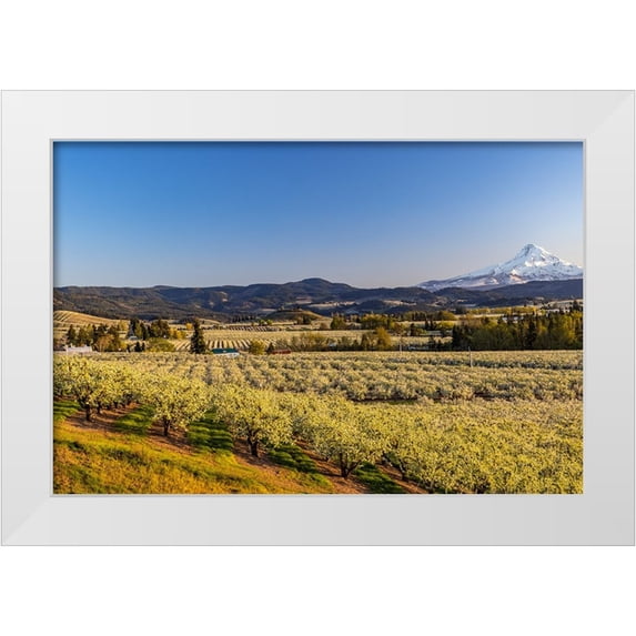 Haney, Chuck 24x17 White Modern Wood Framed Museum Art Print Titled - Fruit orchards in full bloom with Mount Hood in Hood River-Oregon-USA