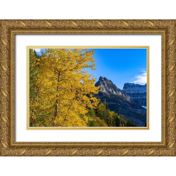Haney, Chuck 32x23 Gold Ornate Wood Framed with Double Matting Museum Art Print Titled - Autumn cottonwood and Mount Oberlin in Glacier National Park-Montana-USA