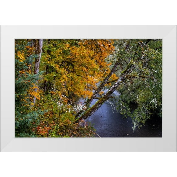 Haney, Chuck 32x23 White Modern Wood Framed Museum Art Print Titled - Colorful autumn maples along Humbug Creek in Clatsop County-Oregon-USA