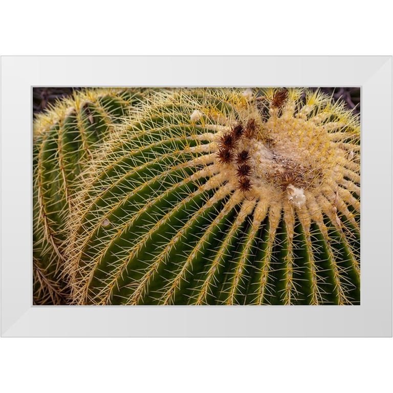 Haney, Chuck 32x23 White Modern Wood Framed Museum Art Print