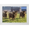 thumbnail image 1 of Haney, Chuck 32x23 White Modern Wood Framed Museum Art Print Titled - Highland cattle in the Flathead Valley-Montana-USA, 1 of 4