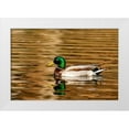 thumbnail image 1 of Haney, Chuck 32x23 White Modern Wood Framed Museum Art Print Titled - Mallard ducks at Woodland Park in Kalispell-Montana-USA, 1 of 4