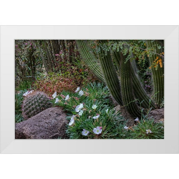 Haney, Chuck 32x23 White Modern Wood Framed Museum Art Print Titled - Spring floral desert gardens at the Arizona Sonoran Desert Museum in Tucson-Arizona-USA