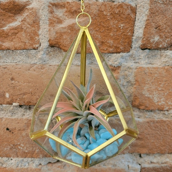 Hanging Air Plant & Gemstone Hanging Terrarium