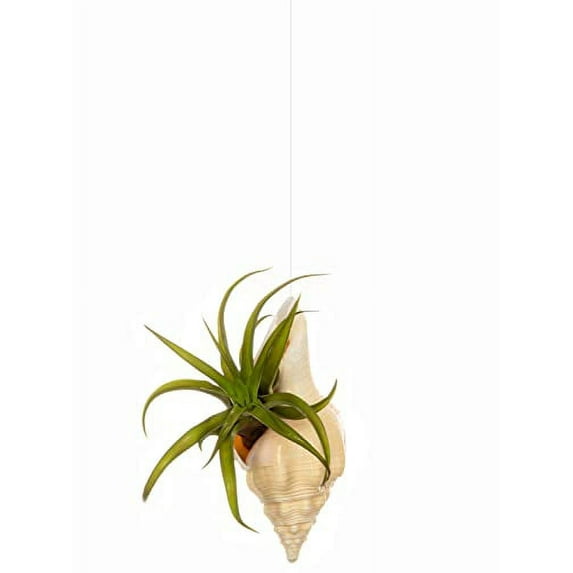 Hanging Air Plant Holder – Chank Sea Shell and Live Tillandsia Airplant Gift Set