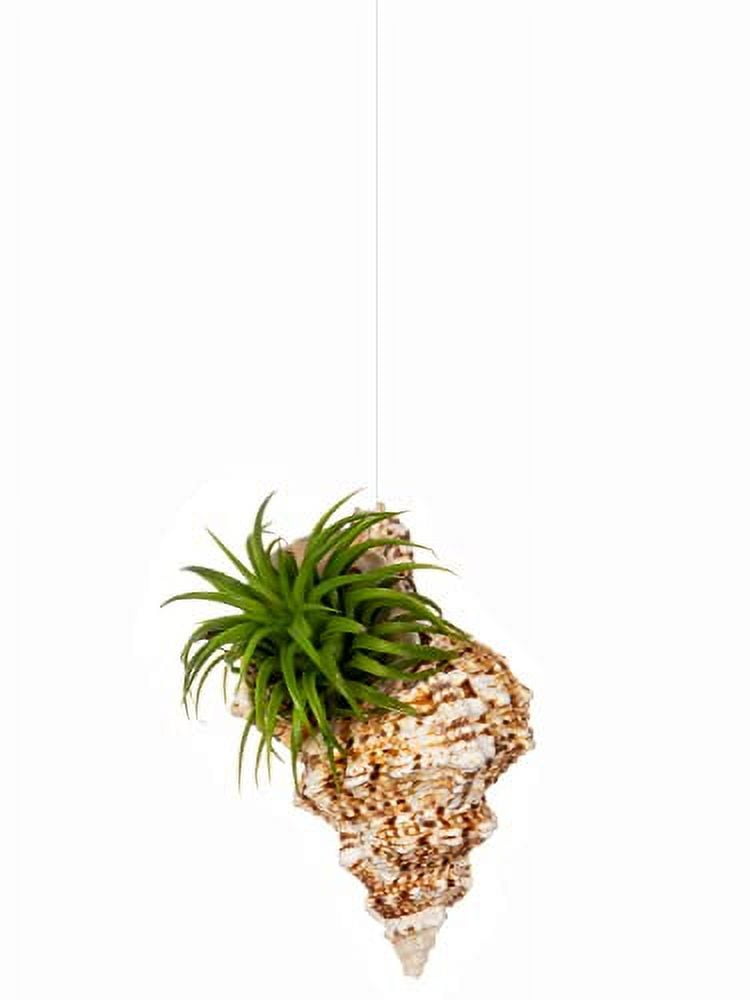 Hanging Air Plant Holder – Frog Sea Shell and Live Tillandsia Airplant Gift Set