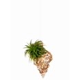 thumbnail image 1 of Hanging Air Plant Holder – Frog Sea Shell and Live Tillandsia Airplant Gift Set, 1 of 5